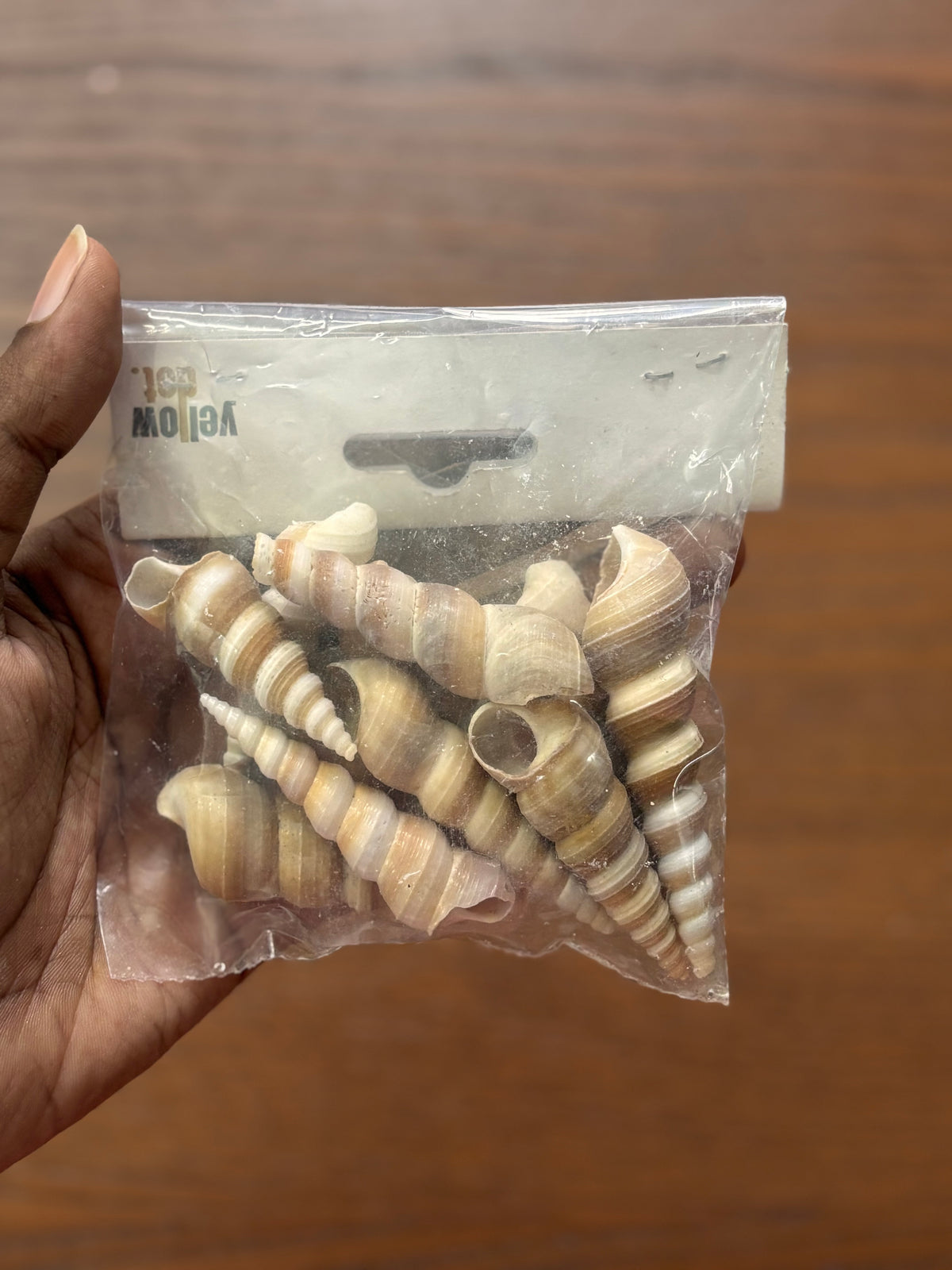 Seashells - T4