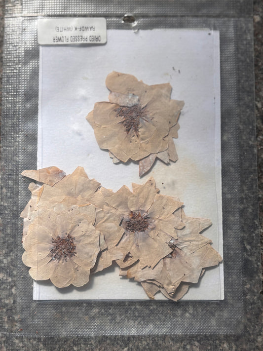 Dried Flower - D3