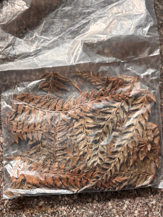 Dried Flower - D5 - Ferns