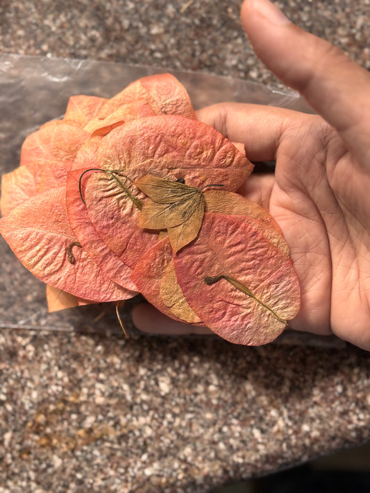 Dried Flower - D4 - Bougainvillea