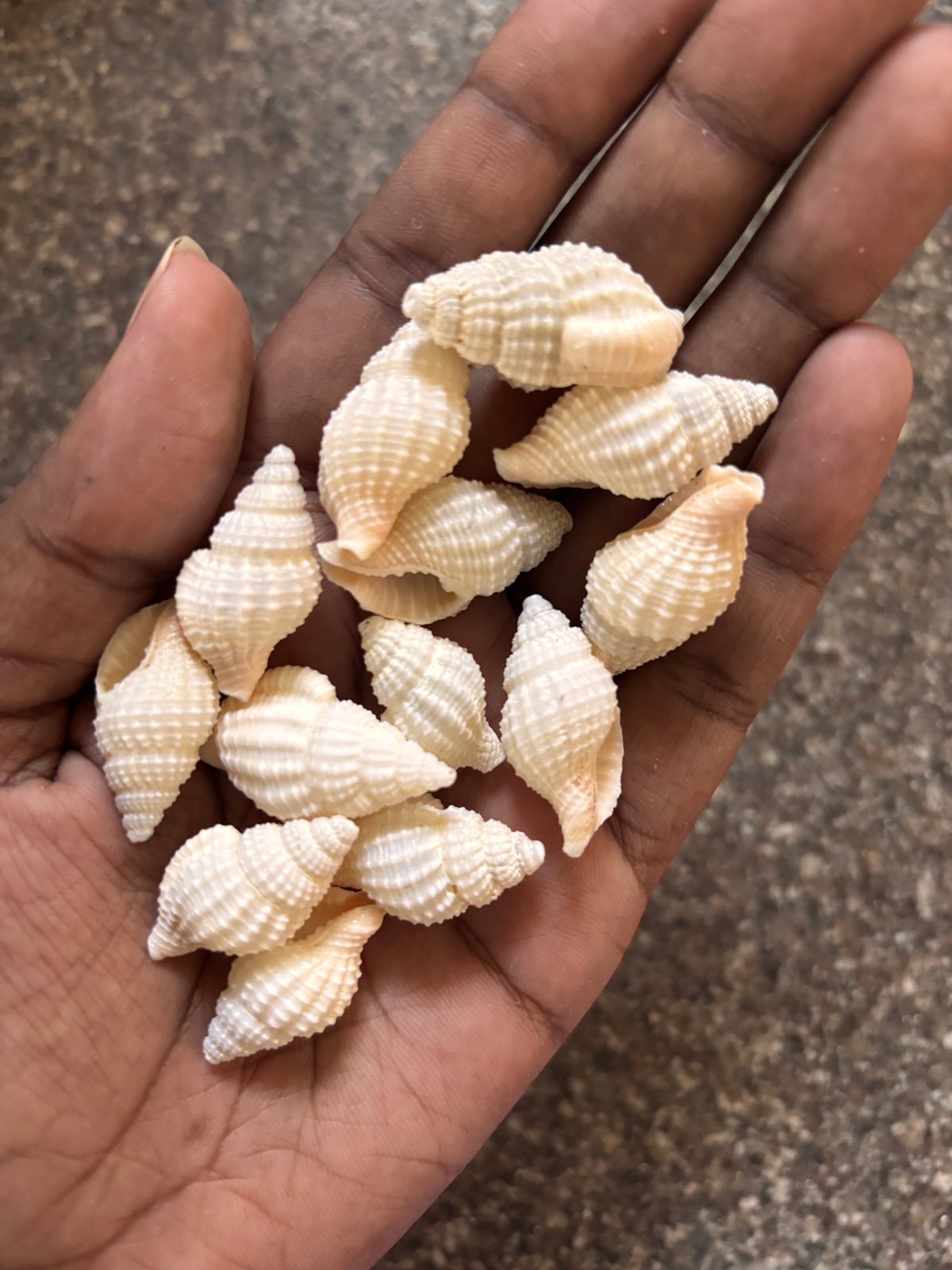 Seashells - T3
