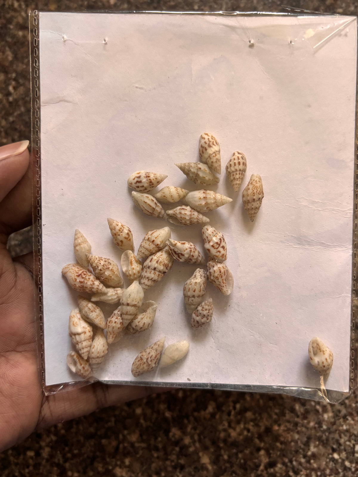 Seashells - T1