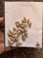 Seashells - T1